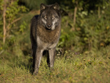 Gray Wolf (Canis Lupus) in Black Phase at Seacrest Wolf Preserve  Florida  USA