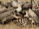 White-Backed Vultures Scavenging on a Zebra Kill  Gyps Africanus  East Africa