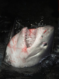 Porbeagle Shark with Bloody Head at the Ocean Surface with its Mouth Open Showing its Sharp Teeth