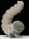 Sawfly Larvae  Hymenoptera  Sawfly Larva Belong to the Same Order of Insects as Ants  Wasps