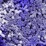 Staphylococcus Aureus Bacteria