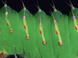 Polyphemus Moth Larva or Caterpillar Showing Details of the Segments  Bristles  and Spiracles
