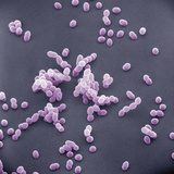 Staphylococcus Aureus Bacteria