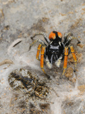 A Male Jumping Spider (Philaeus Chrysops) Mate Guarding its Female