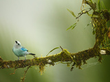 Blue-Gray Tanager (Thraupis Episcopus)  Arenal Volcano  Costa Rica