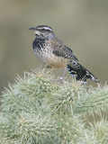 Cactus Wren (Campylorhynchus Brunneicapillus) on Cholla Cactus