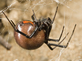 Female Black Widow Spider in its Web (Latrodectus Mactans)