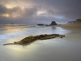 Kelp Washed Ashore on a Sandy Beach Near Ano Nuevo State Park  Central California  USA