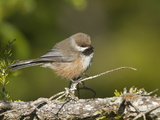 Boreal Chickadee (Poecile Hudsonica)  Maine  USA
