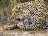 Leopard (Panthera Pardus) Resting and Grooming