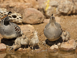 Gambel's Quail Family Drinking at a Waterhole (Callipepla Gambelii)  Arizona  USA