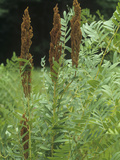 Royal Fern with Fertile Fronds  Osmunda Regalis  Eastern USA