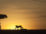 African Lion Silhouette Running across the Savanna Chasing Prey at Sunset (Panthera Leo)