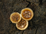 Fruiting Bodies of Splashcup or Bird's Nest Mushrooms (Order Nidulariales)