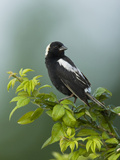 Bobolink (Dolichonyx Oryzivorus)  USA