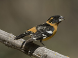 Black-Headed Grosbeak  Pheucticus Melanocephalus  Western USA