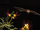 Lesser Long-Nosed Bat (Leptonycteris Curasoae) an Endangered Species  Flying at Night
