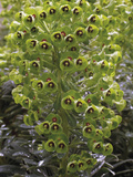 'John Tomlinson' Euphorbia (Euphorbia Characias Wulfenii)