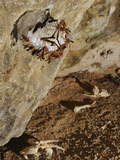 Wasp Colony (Belonogaster Sausserei) at their Large Nest at the Entrance of a Cave  Socotra  Yemen