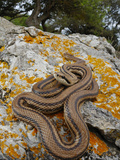 A Four-Lined Snake (Elaphe Quatuorlineata) on a Rock  Croatia