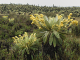 Frailejon (Espeletia)In the High Altitude Grasslands of Puracâ» National Park  Department Cauca