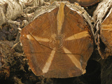 Cross-Section of the Trunk of a Pacific Silver Fir (Abies Amabilis) Showing Branches