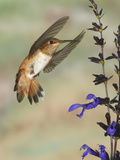Female Rufous Hummingbird (Selasphorus Rufus) Flying at Salvia (Salvia Guaranitica)