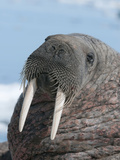 Walrus (Odobenus Rosmarus Rosmarus) on Pack Ice to Rest and Sunbathe