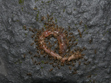 Ants Eating a Dead Earthworm