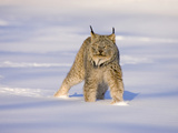 Eurasian Lynx (Lynx Lynx) Standing in the Snow