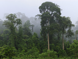 Lowland Rainforest at Dawn with Fog and Mist  Danum Valley Conservation Area  Sabah