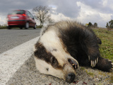 A European Badger (Meles Meles) Killed on a Road  Europe