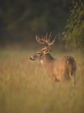 White-Tailed Deer (Odocoileus Virginianus) Grazing  Texas  USA