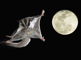 Sugar Glider  Petaurus Breviceps  Marsupial Mammal Gliding Through the Night Sky  Australia