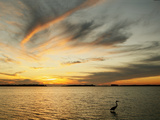 Great Blue Heron Standing in Water at Sunset (Ardea Herodias)  St Petersburg  Florida  USA