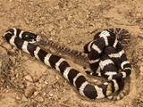 California Kingsnake (Lampropeltis Getula Californiae) Eating a Rattlesnake (Crotalus)  California