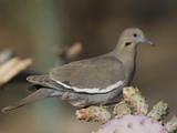 White-Winged Dove  Zenaida Asiatica  Arizona  USA