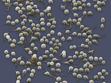 Basophil  a Type of White Blood Cell  SEM X450