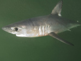 Porbeagle Shark (Lamna Nasus)  Bay of Fundy  New Brunswick  Canada  Atlantic Ocean