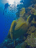Hawksbill Sea Turtle (Eretmochelys Imbricata) on Reef