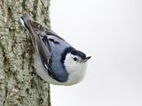 White-Breasted Nuthatch (Sitta Carolinensis)  Ontario  Canada