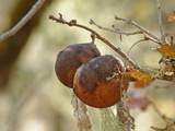 Oak Apple Galls Which Contain Larvae of the Gall Wasp (Andricus Californicus)