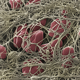 Human Blood Clot 10 Minutes after the Wound  Showing the Numerous Fibrin Fibers