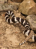 California Kingsnake Lampropeltis Getula Californiae) Eating a Rattlesnake (Crotalus)  California