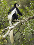 Black and White Colobus Monkey (Colobus Guereza) Sitting in a Tree  Masai Mara  Kenya