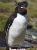 Rockhopper Penguin (Eudyptes Chrysocome)