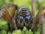 Burrowing Wolf Spider (Geolycosa Missouriensis) Showing its Multiple Eyes  Ohio  USA