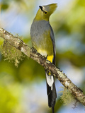 Long-Tailed Silky-Flycatcher (Ptilogonys Caudatus)  Central America