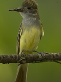 Great Crested Flycatcher  Myiarchus Crinitus  North America