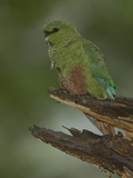 Austral Parakeet  Enicognathus Ferrugineus  South America